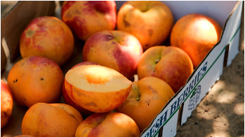 University of Arkansas System Division of Agriculture releases new nectarine variant